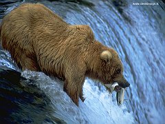 bears_fishing2 copia